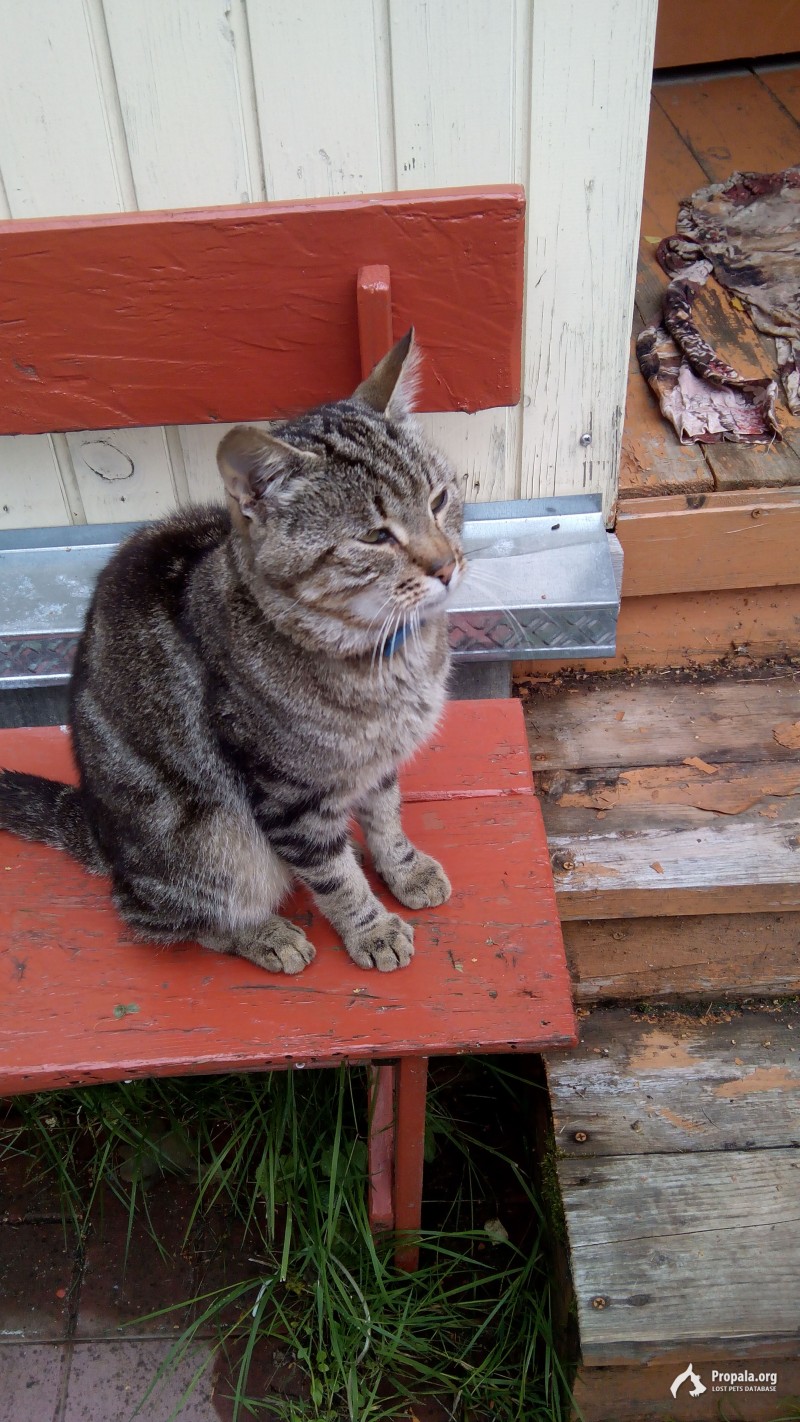 Найден серый кот с голубым ошейником р-он Дубосеково