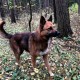 Пропала собака Солнцево
