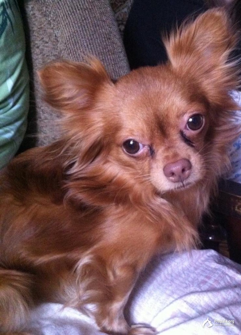 Пропала собака! Помогите найти!