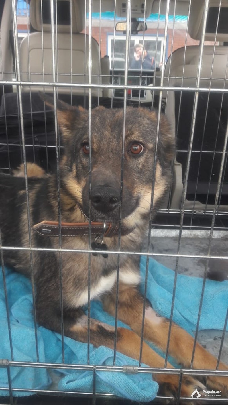 Пропала собака, Джек, вознаграждение 10 000руб