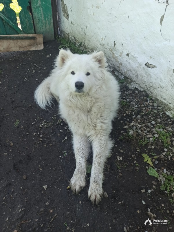 Пропал кобель самоедской лайки
