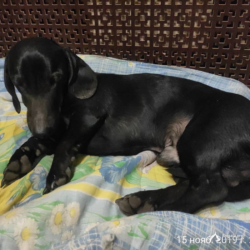 НАЙДЕНА СОБАКА (ТАКСА)