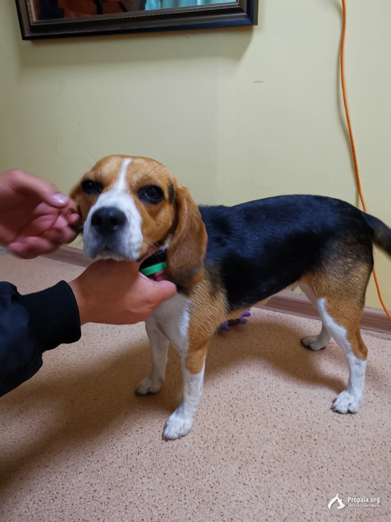 Найдена девочка бигль