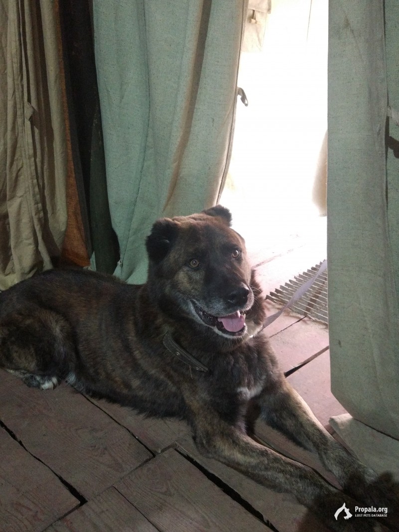 Найдена собака