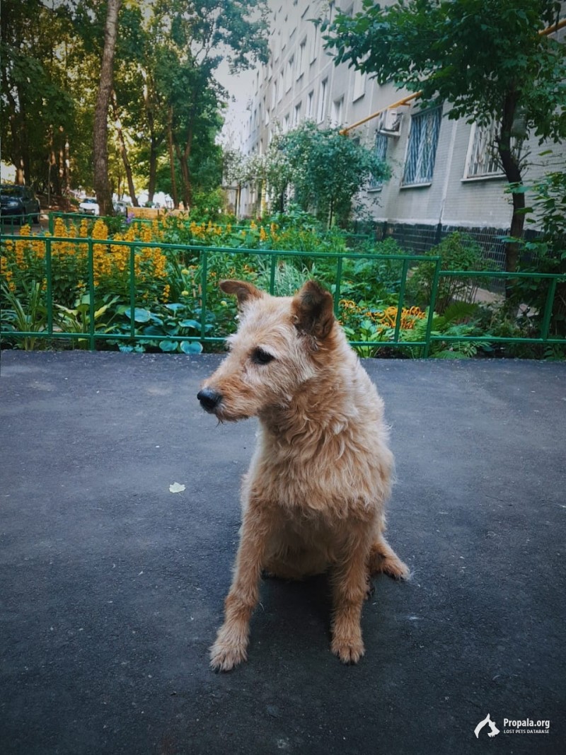 В районе Царицыно (г. Москва) НАЙДЕНА СОБАКА
