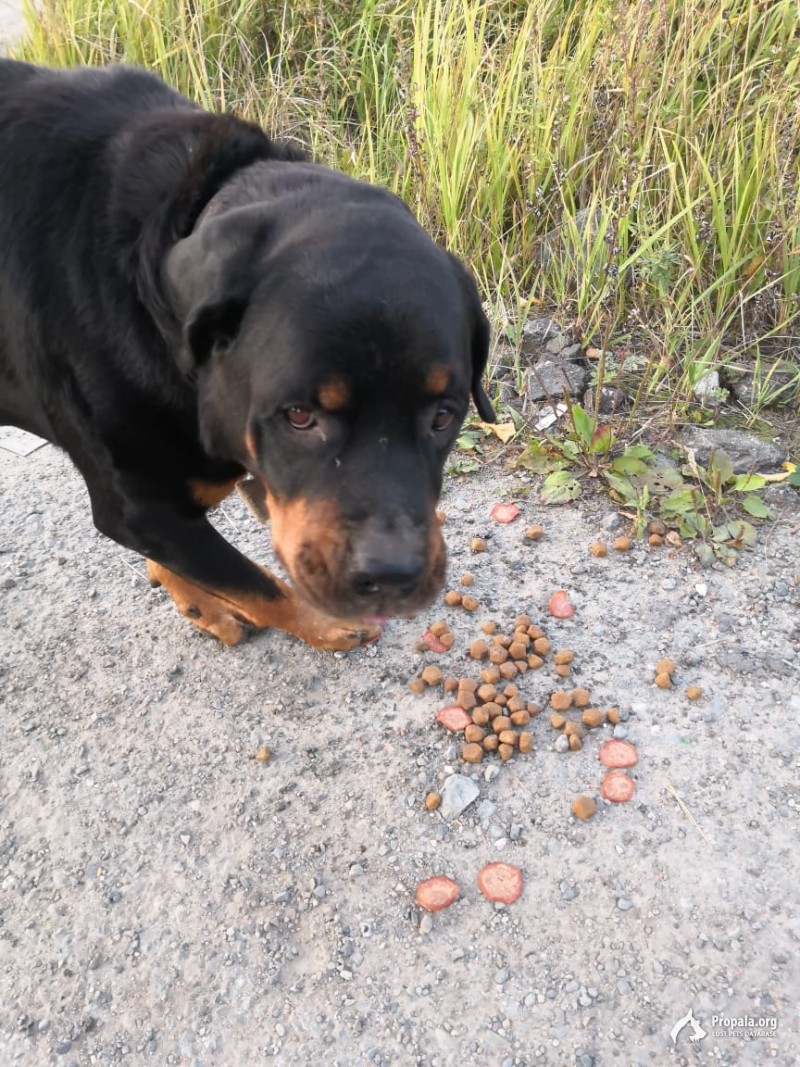 найден ротвейлер