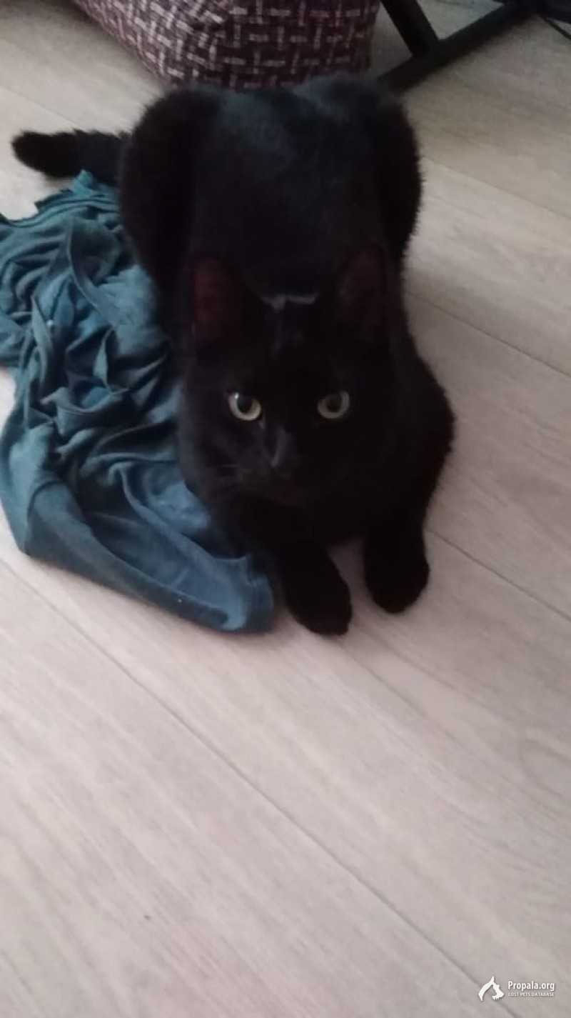Потерялся черный кот