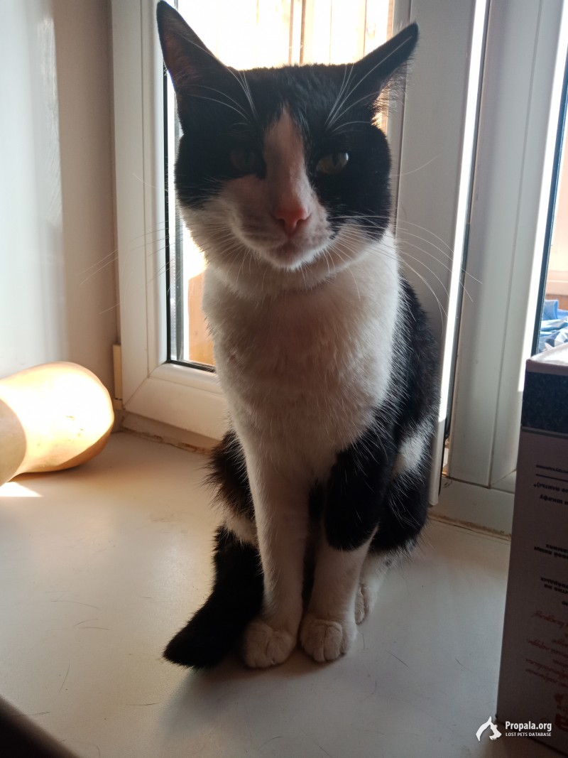 Кот с Вишневского