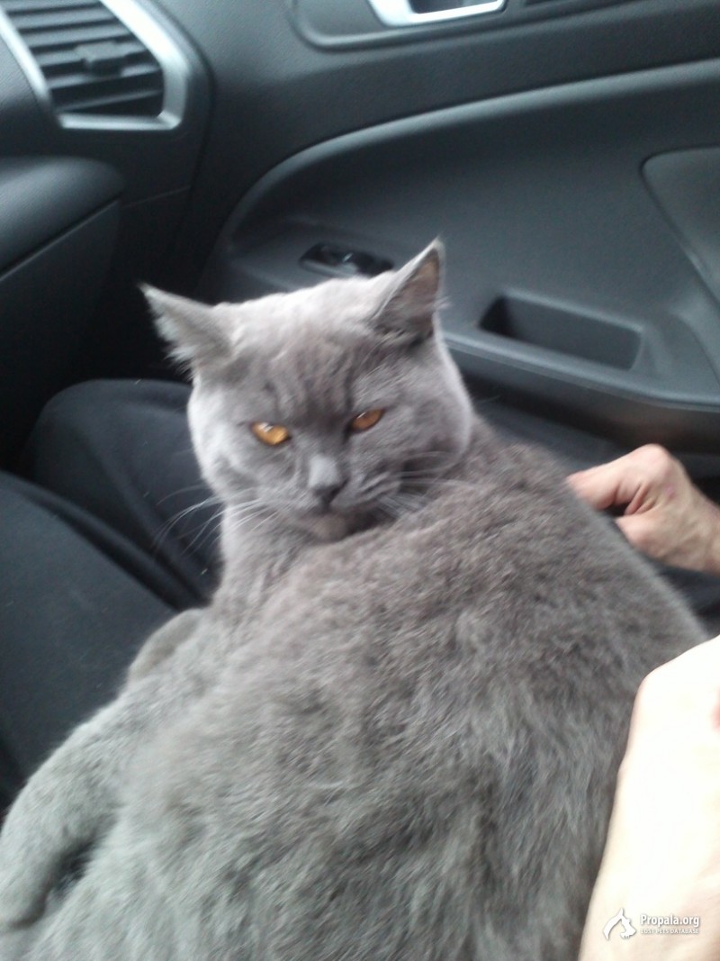 Пропал британский кот