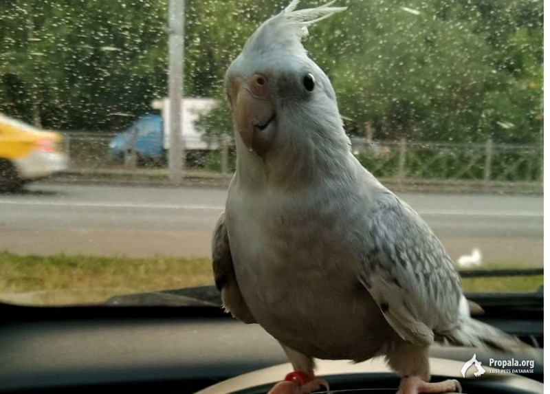 УЛЕТЕЛА КОРЕЛЛА