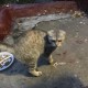 Найдена вислоухая кошка!Москва-Зюзино