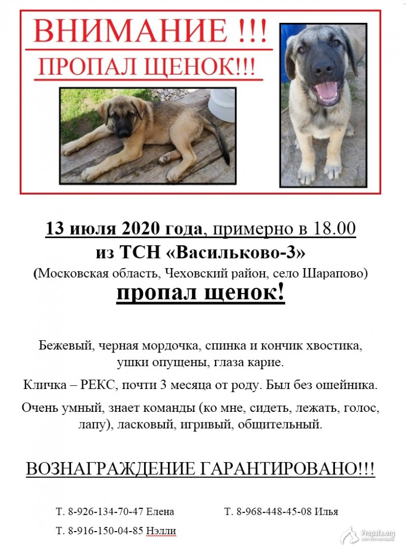 Пропал щенок