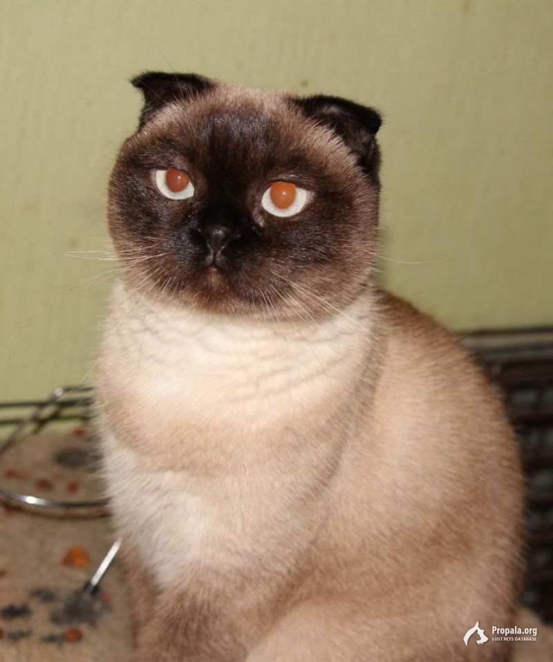 Пропала кошечка!!!