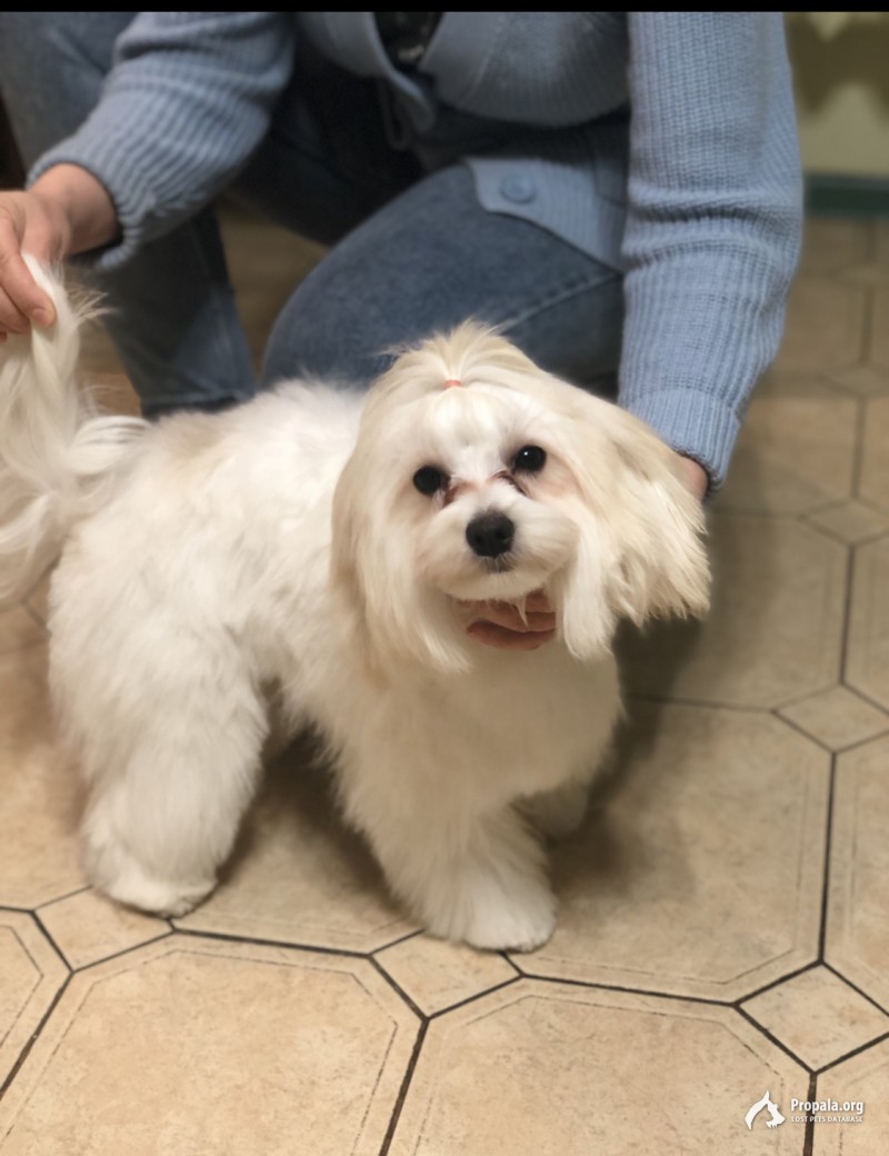 Пропала собака