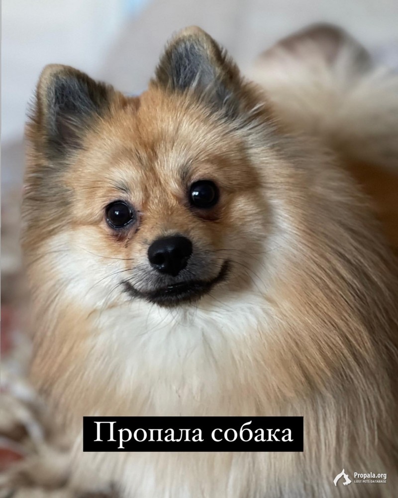 Пропала собака немецкий шпиц.