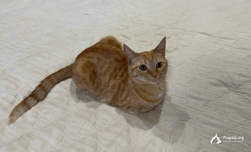 Кошка стерилизованная ищет дом