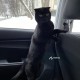 чёрный вислоухий кот 