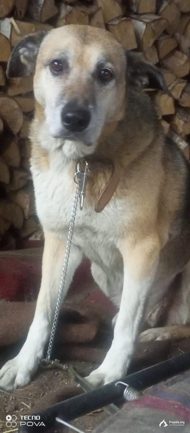 Пропала собака. Электросталь/Ногинск