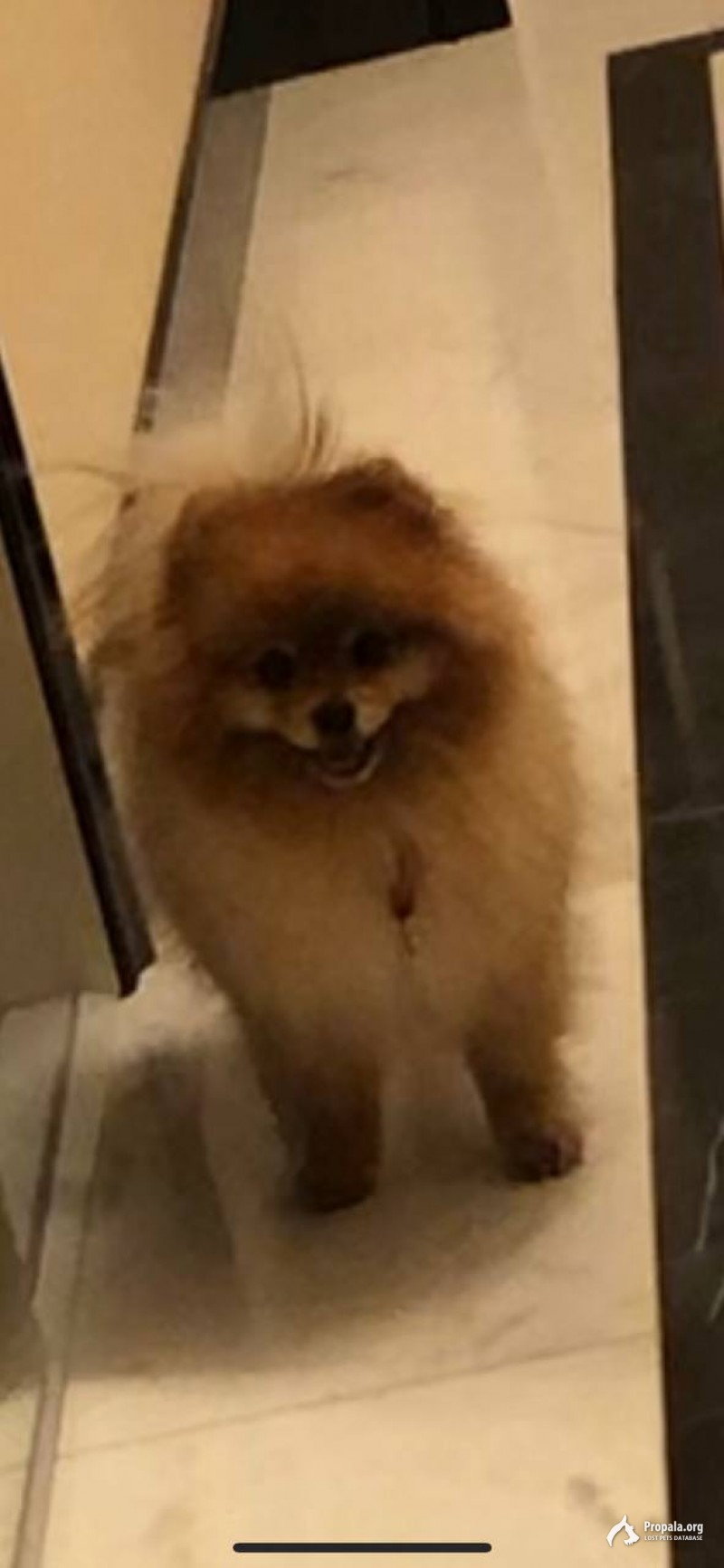 Потерялся шпиц! Вознаграждение