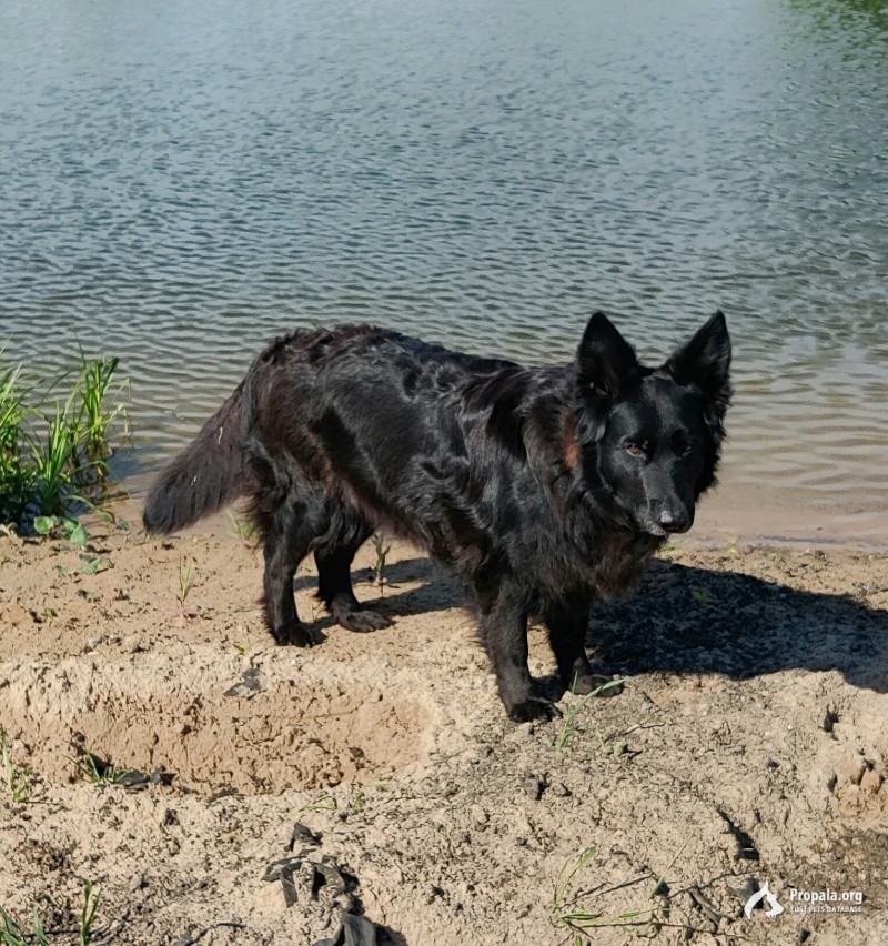 Пропала чёрная собака между Изборском и Палкино (Псков)