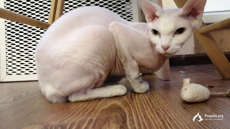 НАЙДЕН КОТИК СФИНКС