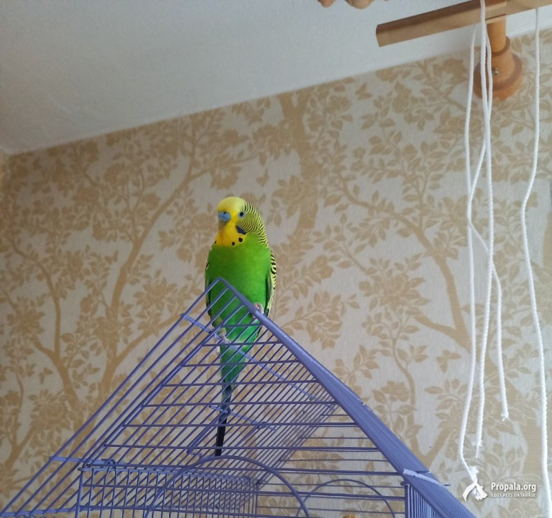 Пропал волнистый попугайчик!