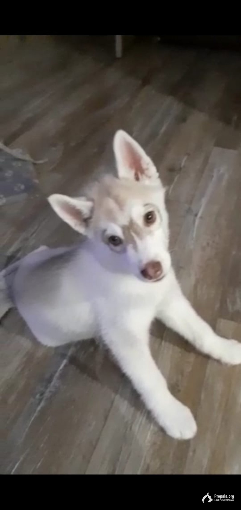 Украли щенка ХАСКИ