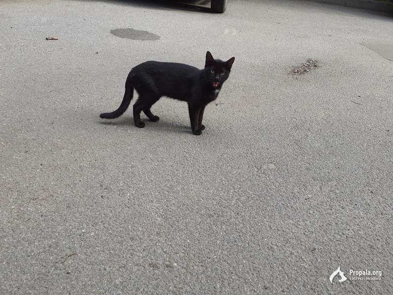 Найден котик