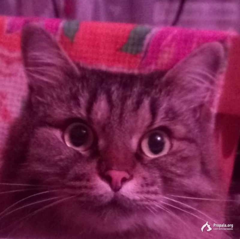 Потерялся кот с радужным поводком.