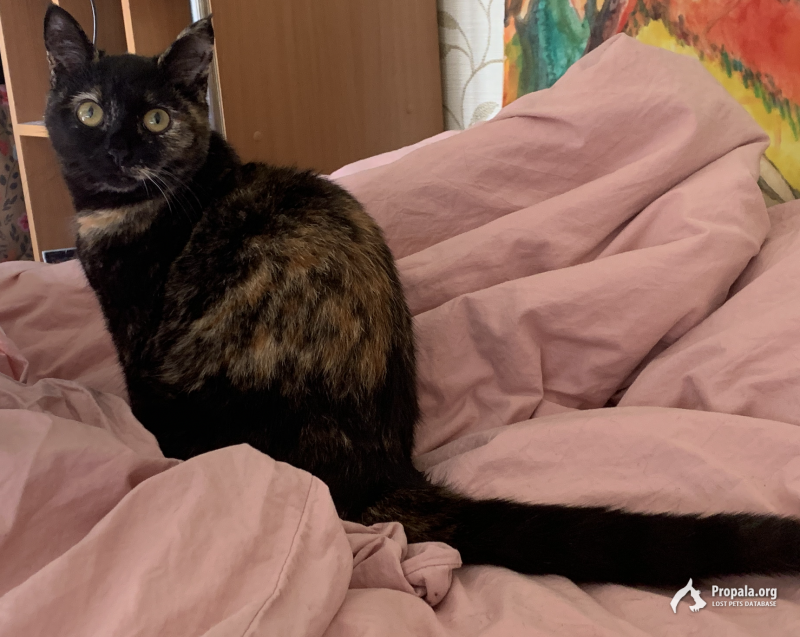 Пропала кошка, Москва м.Смоленская