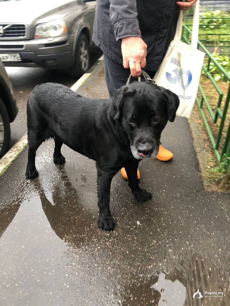 НАЙДЕН ЛАБРАДОР 21.09.2021 на станции КУЧИНО