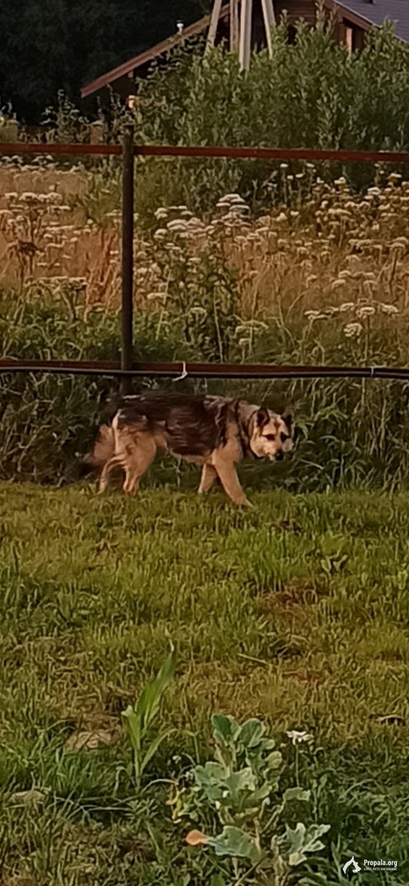 Найдена собака с ошейником в коттеджном поселке
