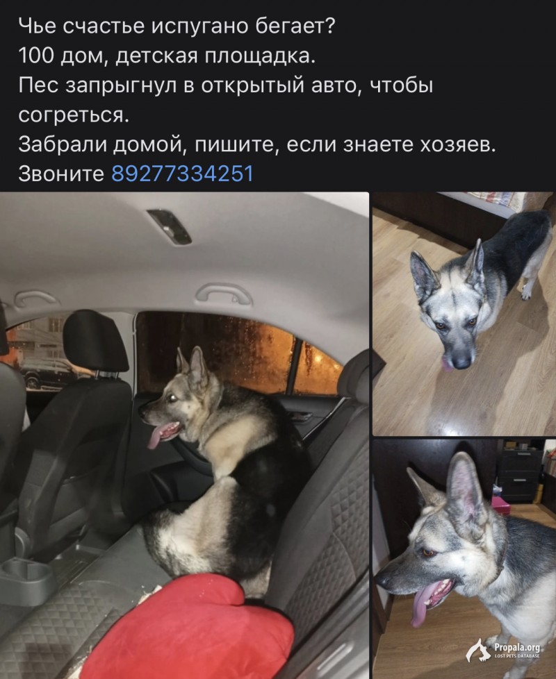 Найдена овчарка