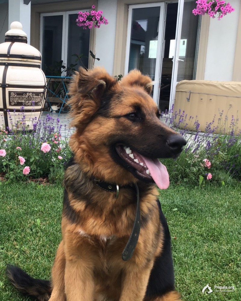 Пропала собака Жуковский