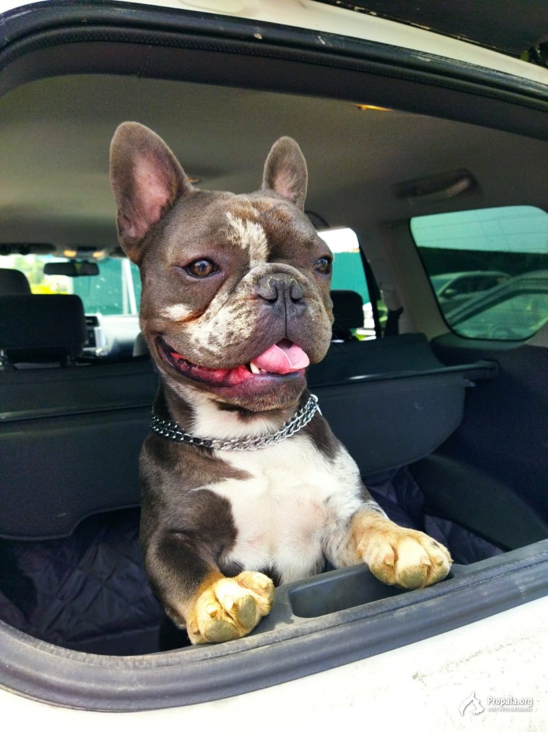 Пропала собака!!!