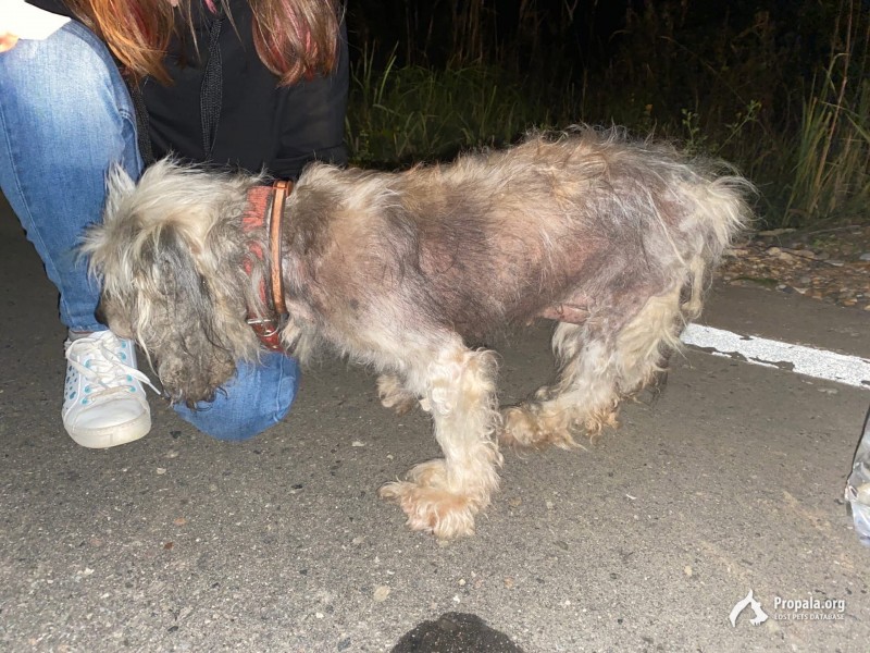 Найдена собака