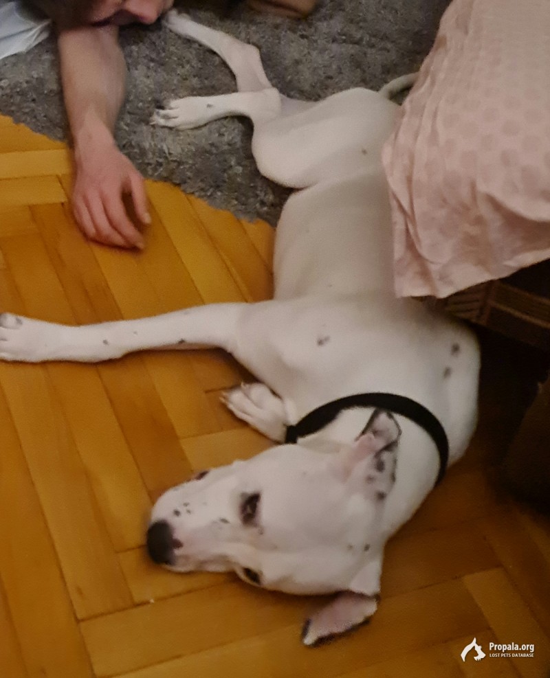 Пропала собака питбуль! Москва