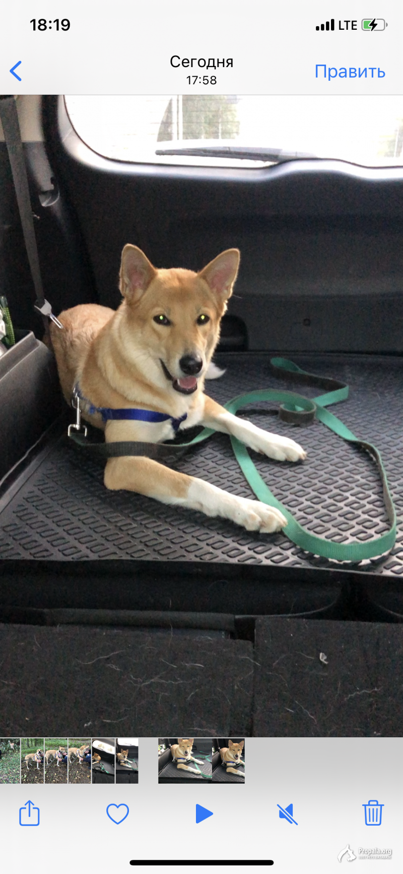 Найдена собака