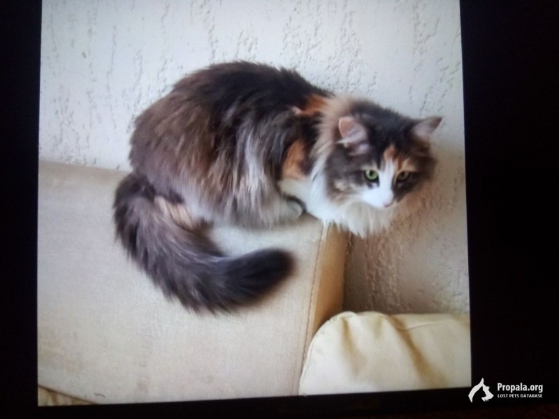 пропала кошка 27.11.22 г. Казань