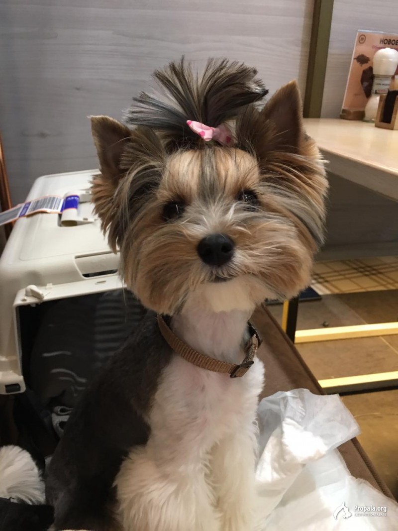 Пропала собака породы Бивер Йорк, станица Шапсугская.