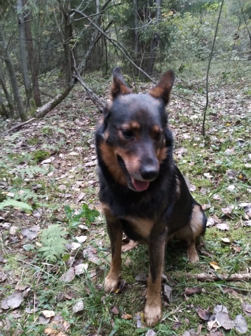 Пропала собака