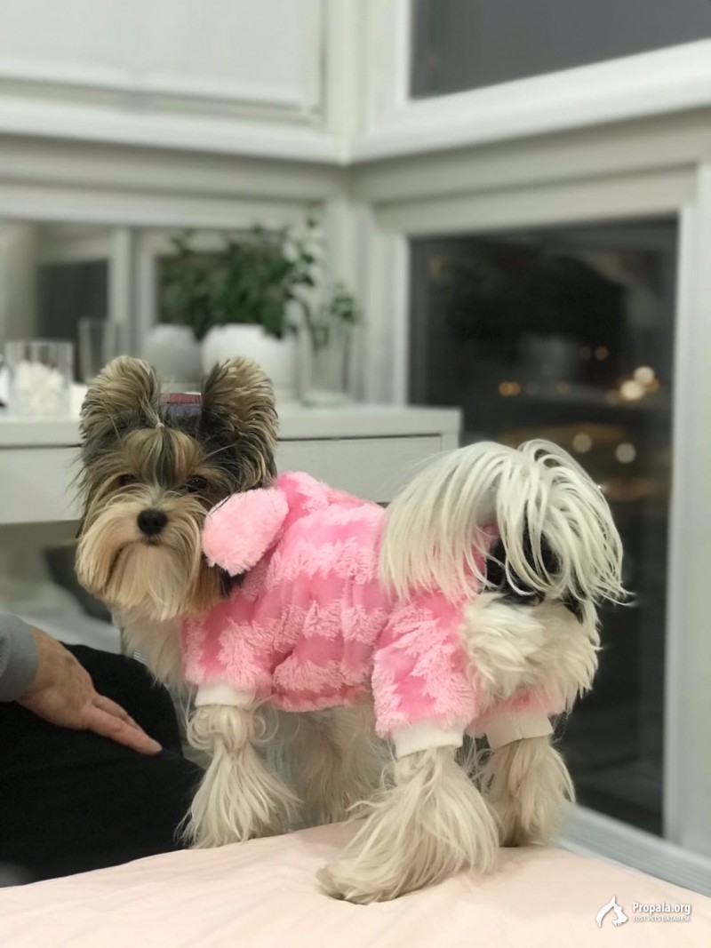 Пропал черно-белый йорк. Нашедшему вознаграждение