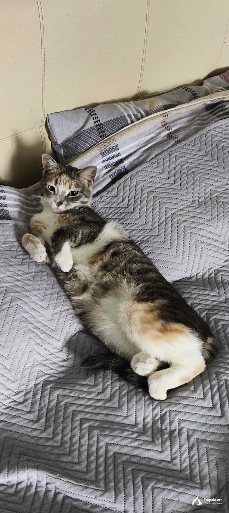 Пропала Кошка