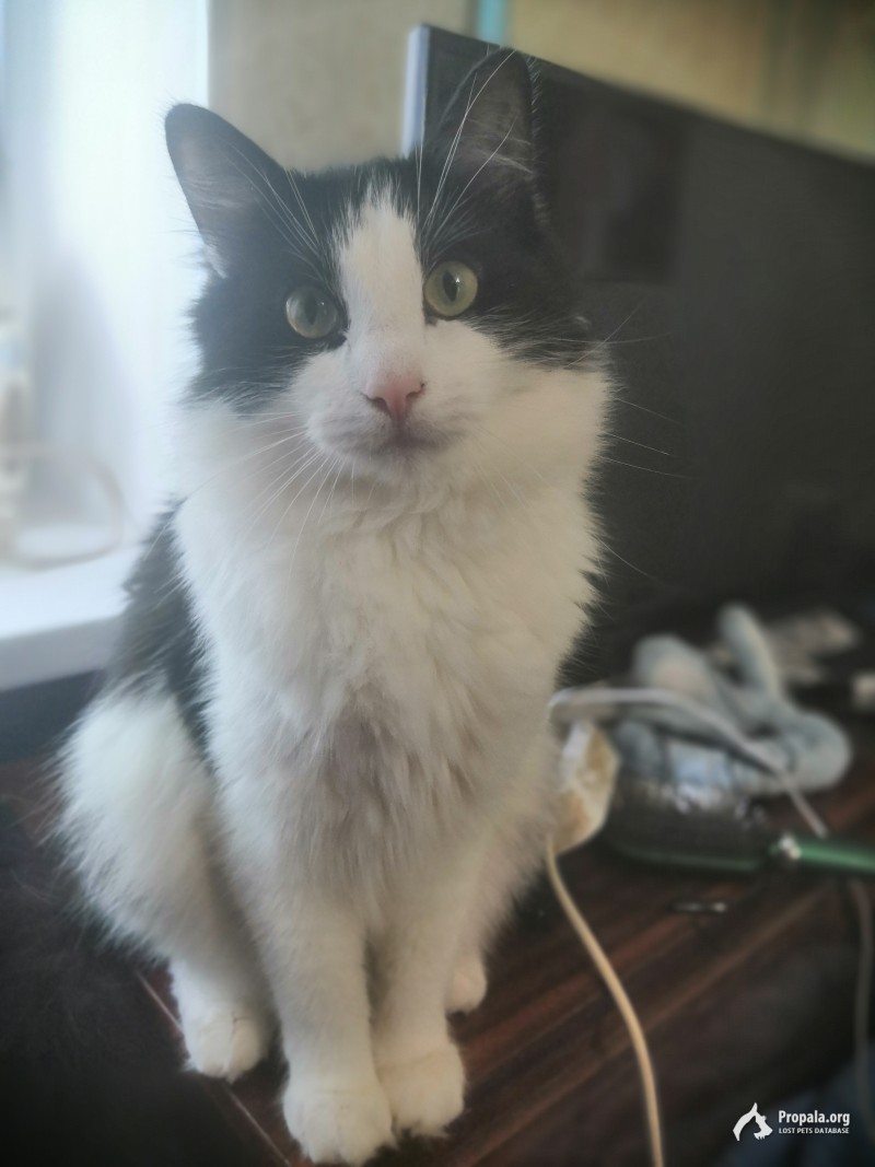 Срочно! Пропал кот!