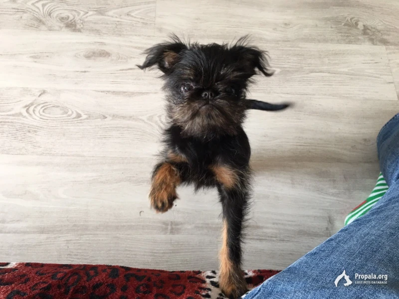 Калининский район, ПОТЕРЯЛАСЬ СОБАЧКА!!