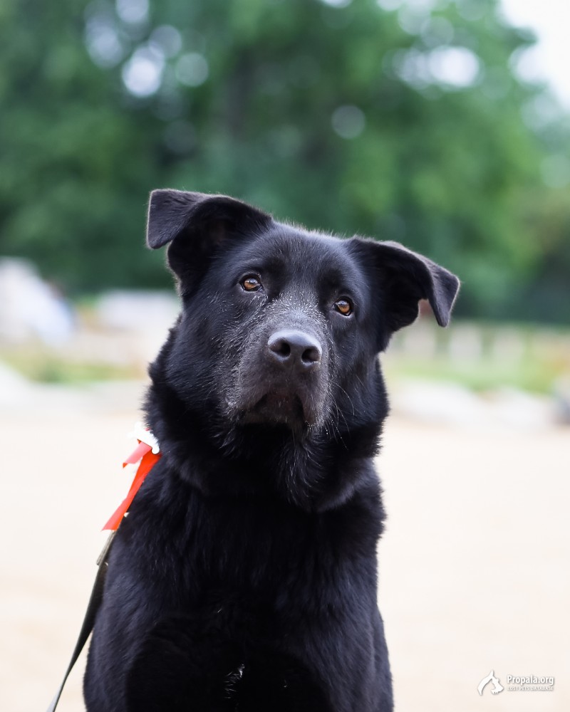 Кэри, ищет дом