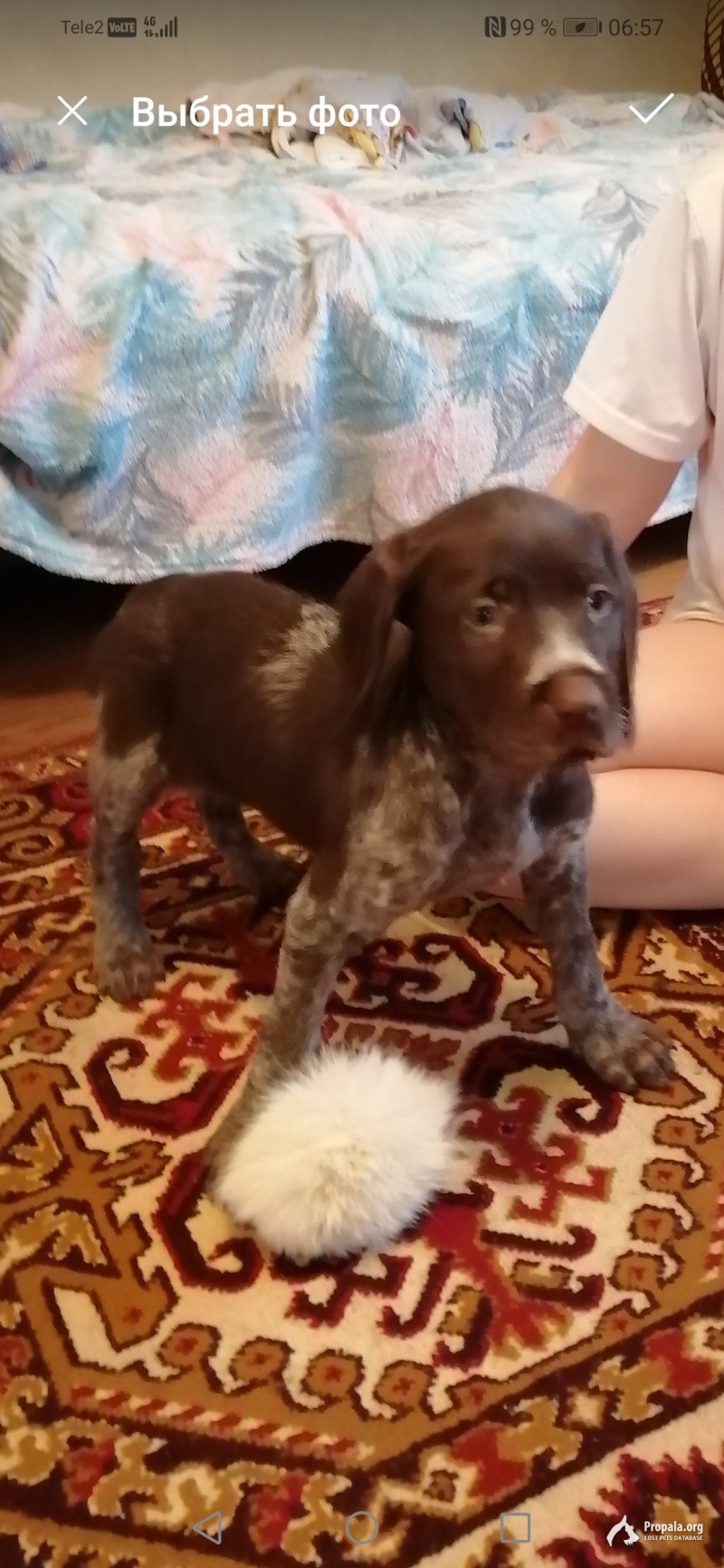 Пропал щенок дратхаара