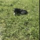 Найдена собака в Перемышльском районе 