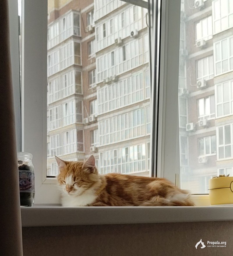 Пропала кошка!