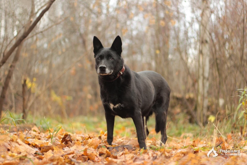 Пропала собака